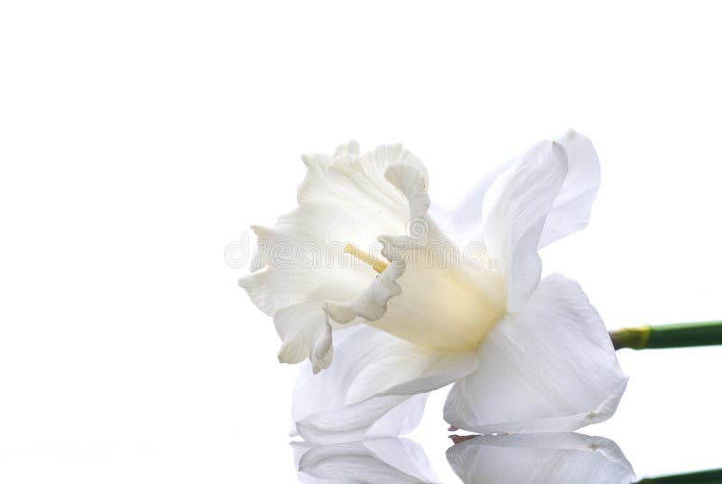White narcissus isolated on white