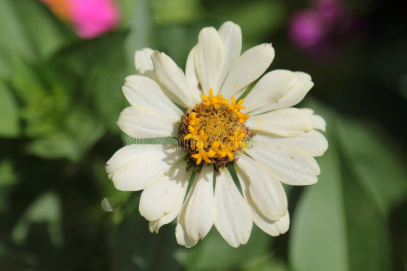 White Narrowleaf Zinnia or Classic Zinnia Flowers Small Beautiful White Flowers Stock Photo