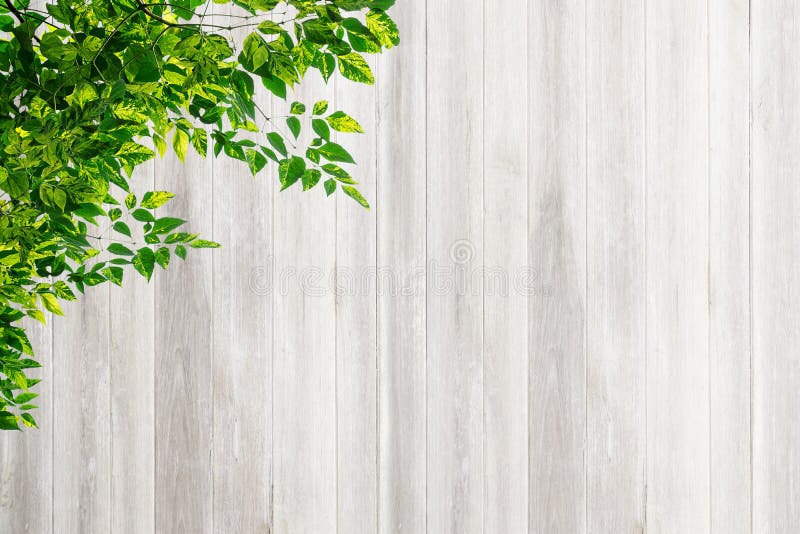 White Natural Wood Wall Texture and Background with Leaves Stock ...