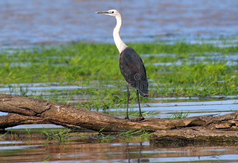 White Necked Heron royalty free stock photo White Necked Heron royalty free stock photo
