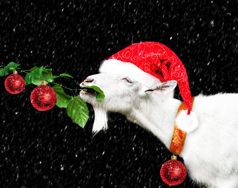 White New Year Goat in Santa Claus Hat Stock Photo - Image of horned ...