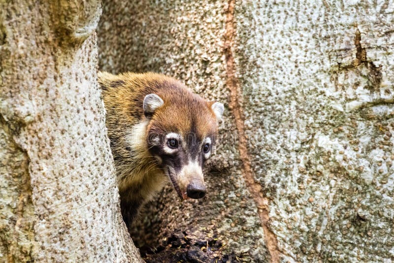 White-nosed Coati - Nasua Narica, Palo Verde Stock Photo - Image of ...