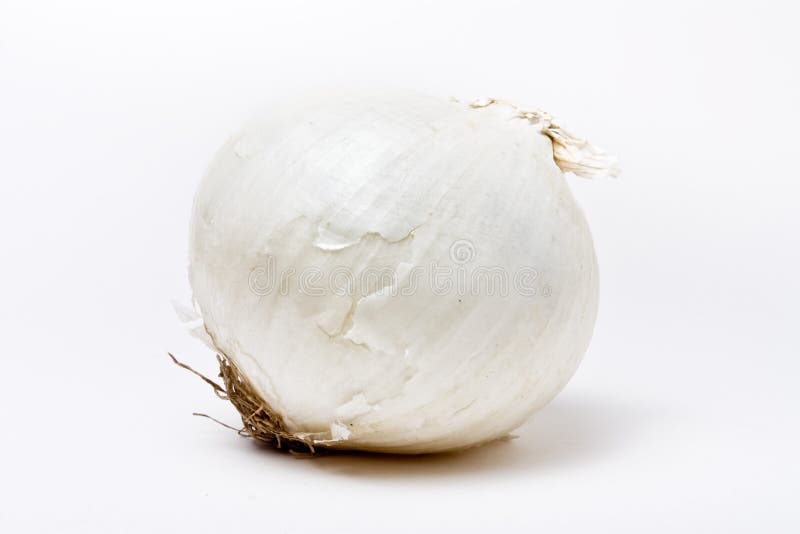 White Onion stock image. Image of nature, agriculture 12761715