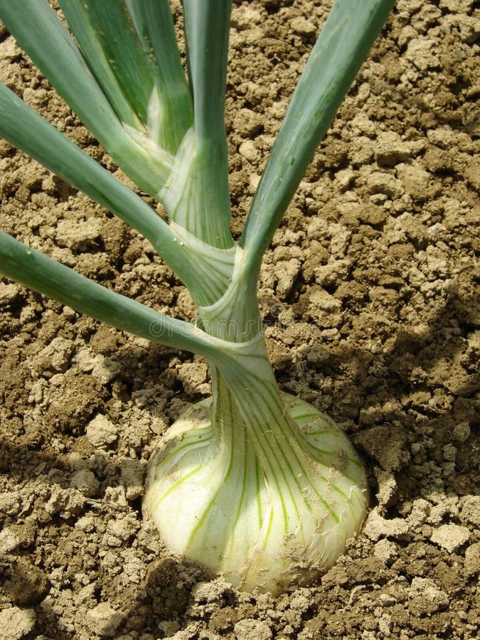 White onion