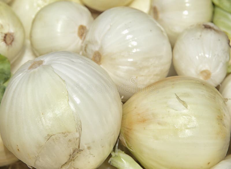 White Onion