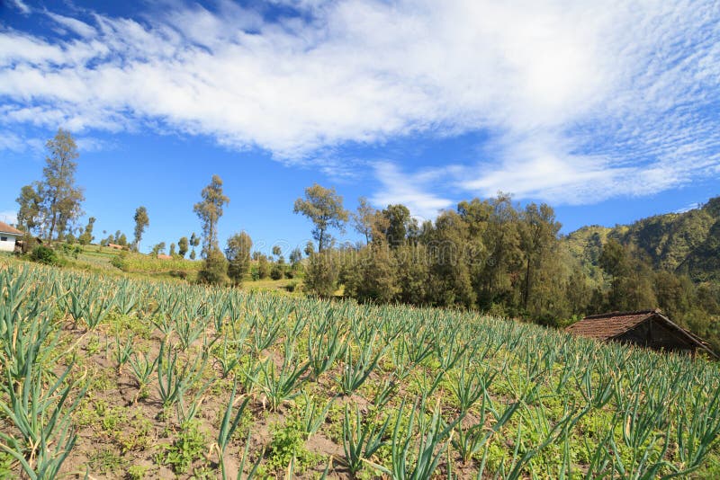 White Onion Farm in The Mountain