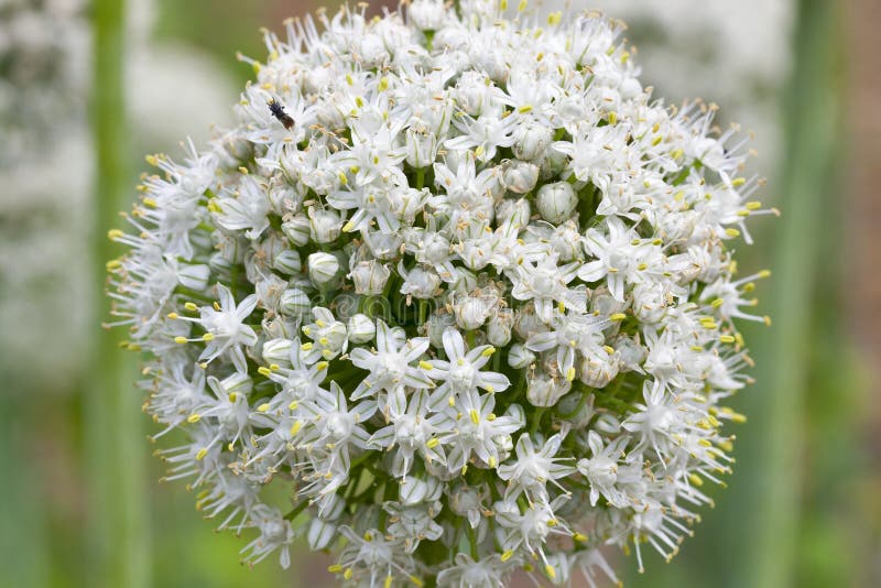 Onion flower head stock image. Image of garden, head, seed 5804197