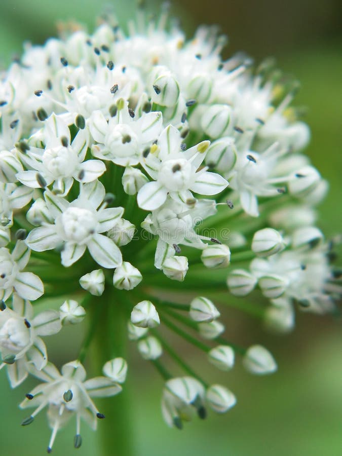 White Onion Flowers Close Up Stock Image Image of garden, clusters