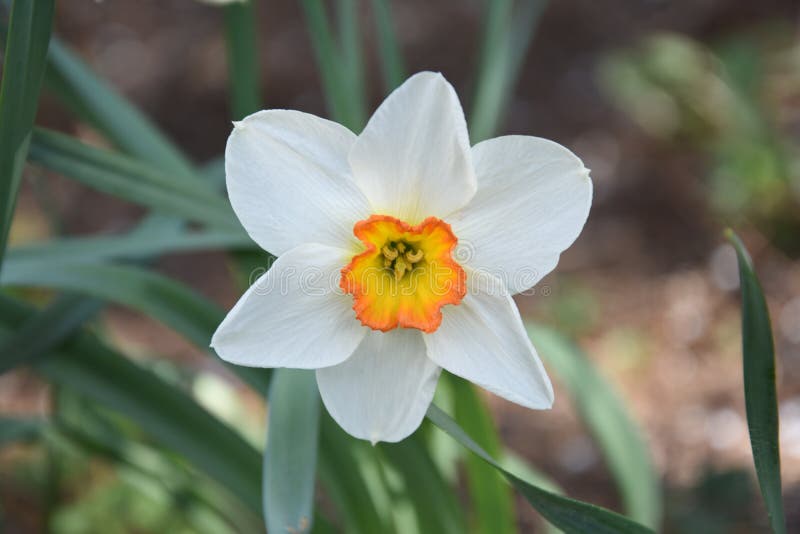 White and orange daffodils stock image. Image of flower 179756991