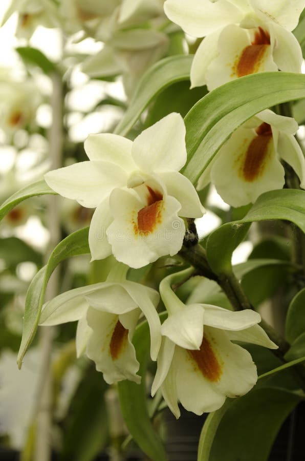 Branch of Large White Orchids Stock Photo Image of orchid, nursery