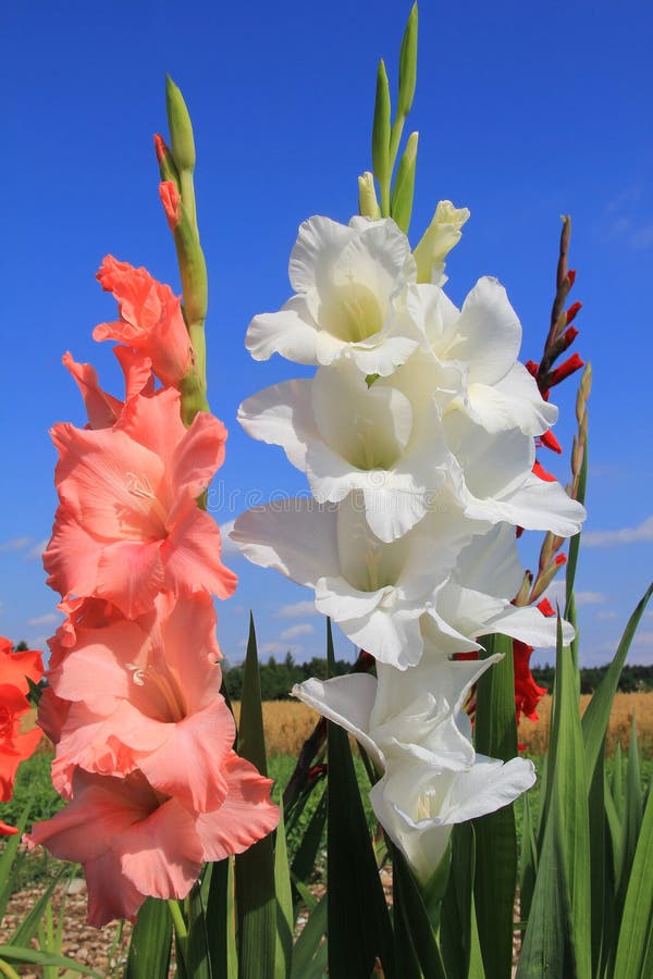 White and Orange Gladiolas in the Flower Field Stock Photo - Image of  colorful, blue: 38185148