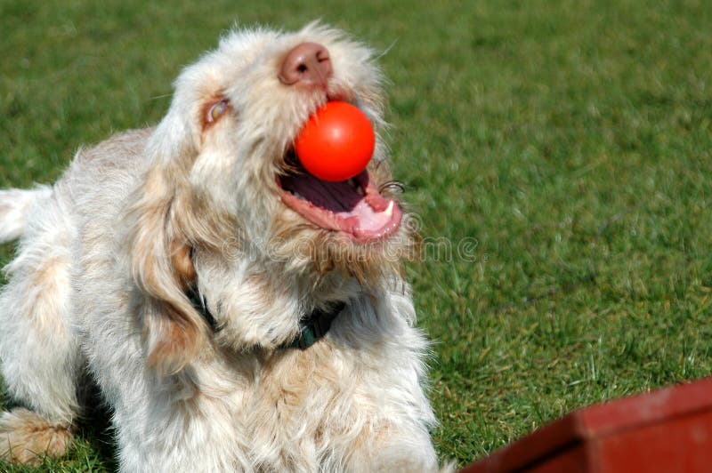 Flyball Machine Stock Photos Free & RoyaltyFree Stock Photos from