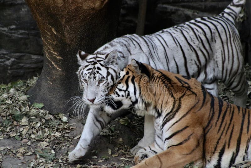 White and orange tigers editorial stock photo. Image of paint 139783458
