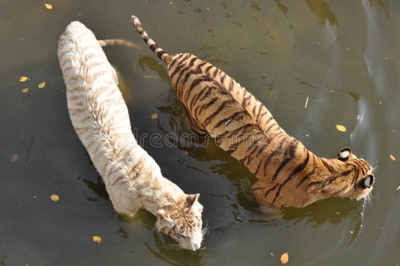 White and orange tigers stock image. Image of animal 29452813