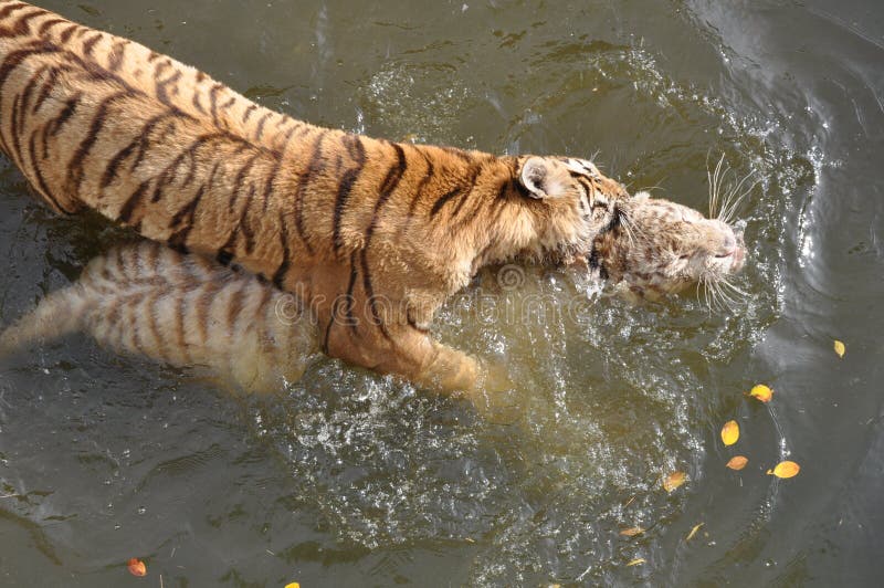 White and orange tigers stock image. Image of white, panthera 29452811
