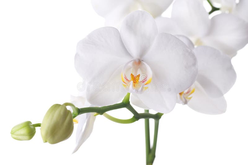 White Orchid