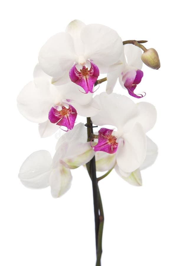 White orchid