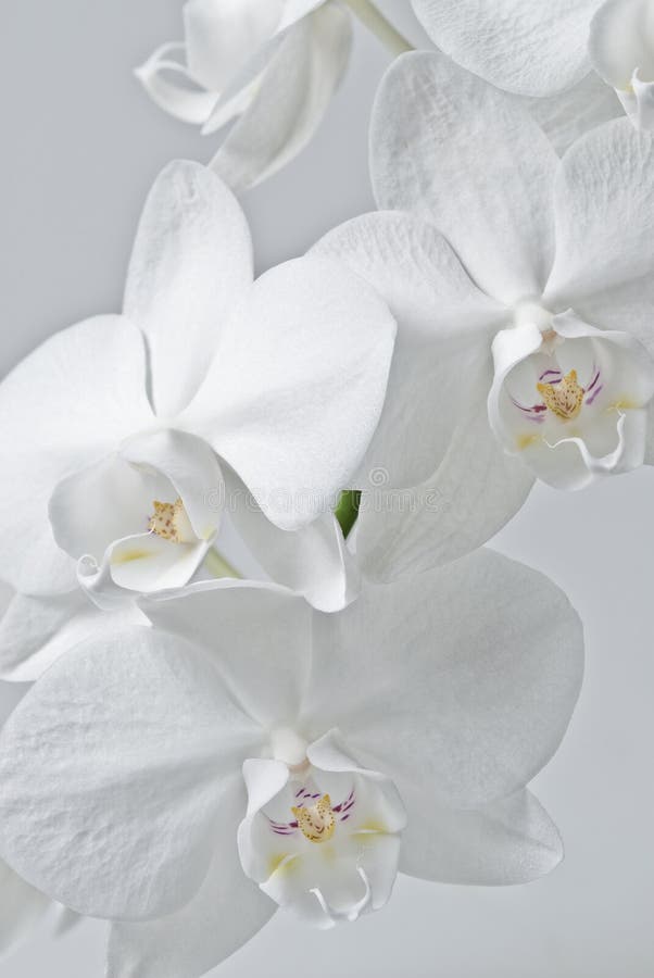 White orchid