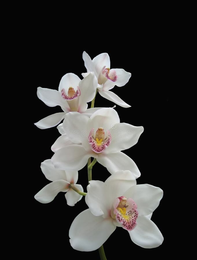 White orchid