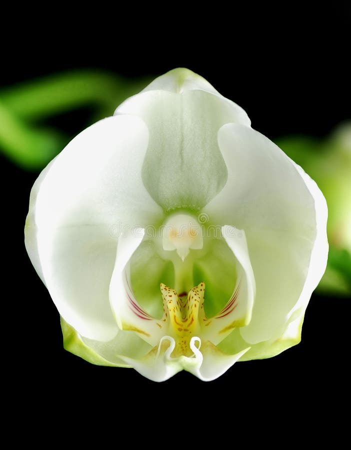 White orchid