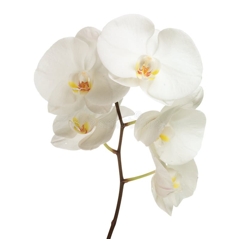 White orchid