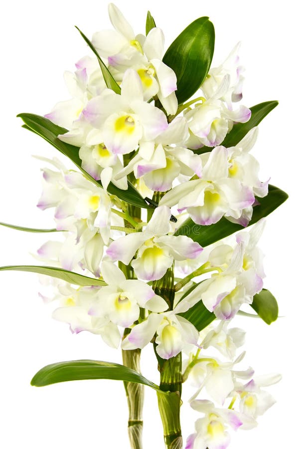 White orchid. stock photography White orchid. stock photography