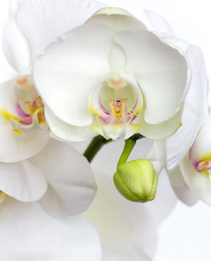 White orchid