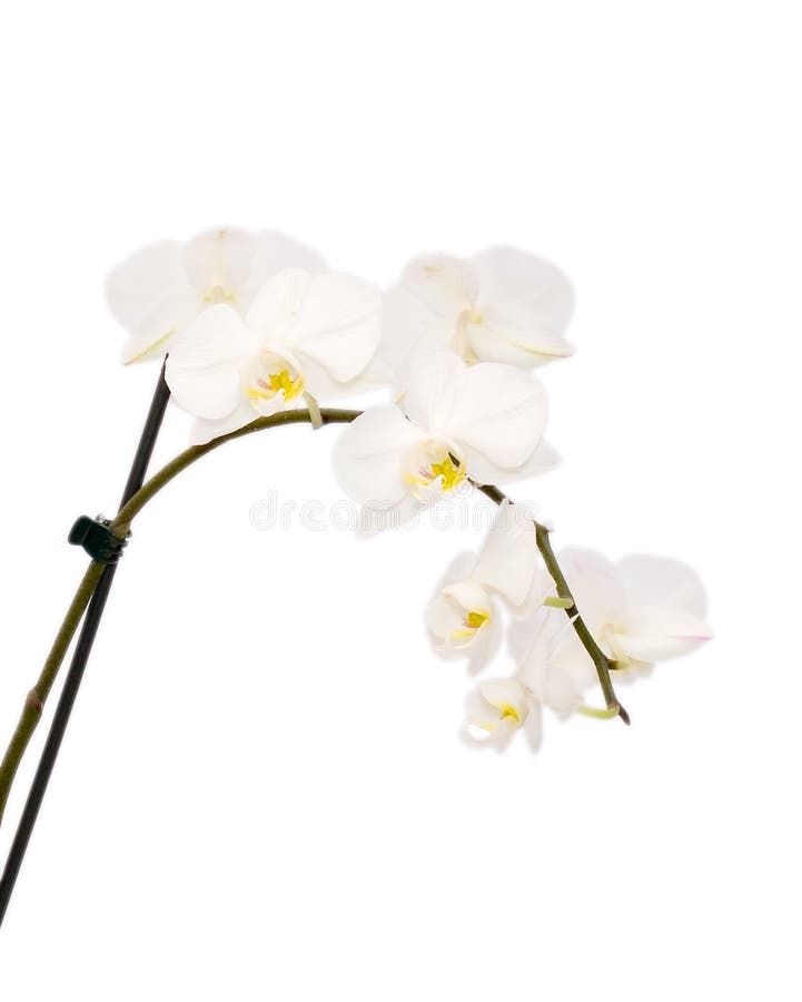 white orchid