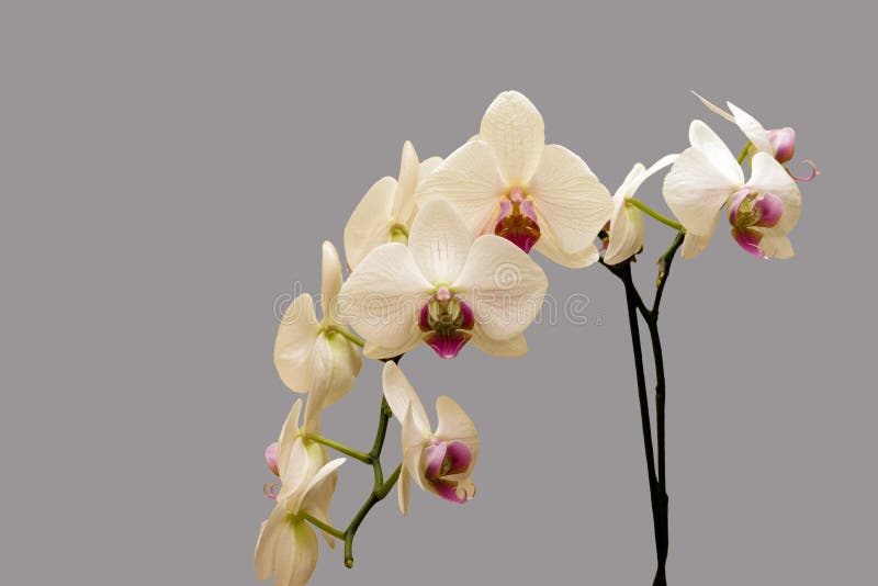 White orchid