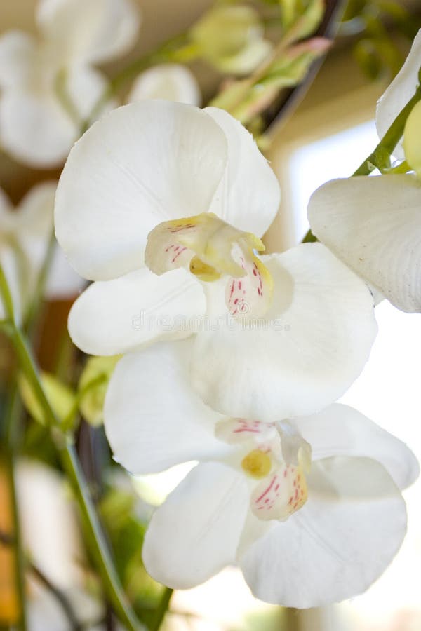 White orchid stock photo. Image of bloom, blossom, floral 3484836