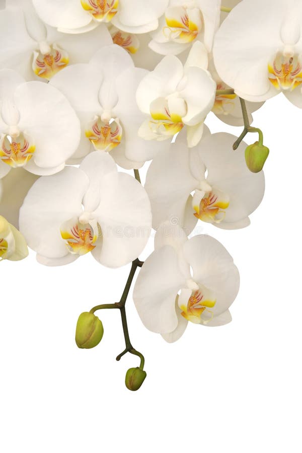 White orchid