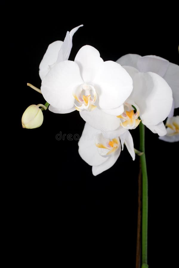 Orchid stock photo. Image of orchid, phalaenopsis, white 12976428