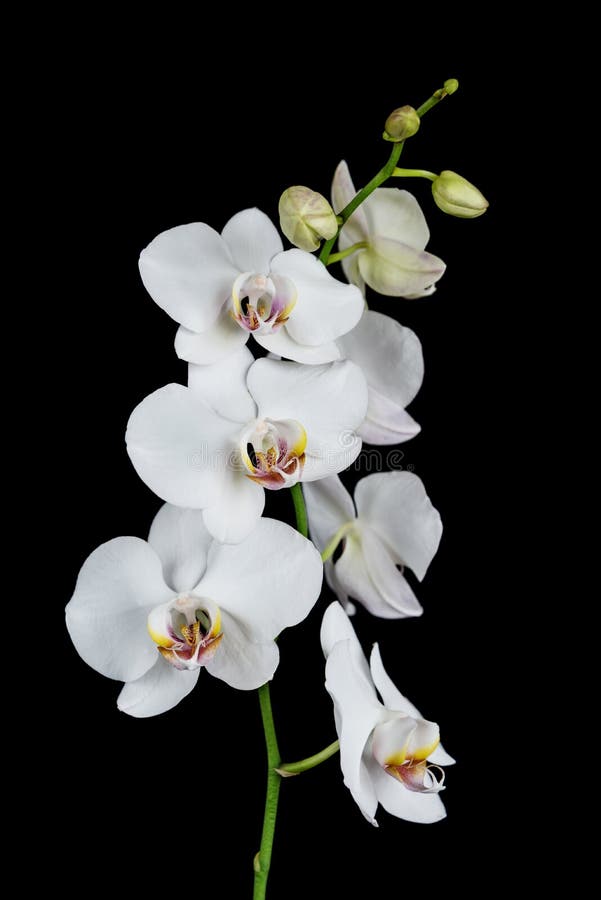 White Orchid on a Black Background Reflected in a Water Stock Photo