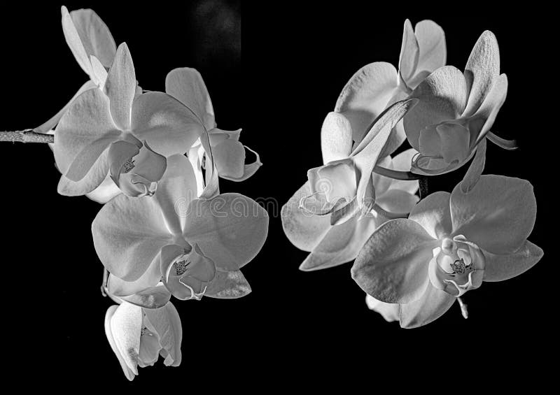 White orchid on black background