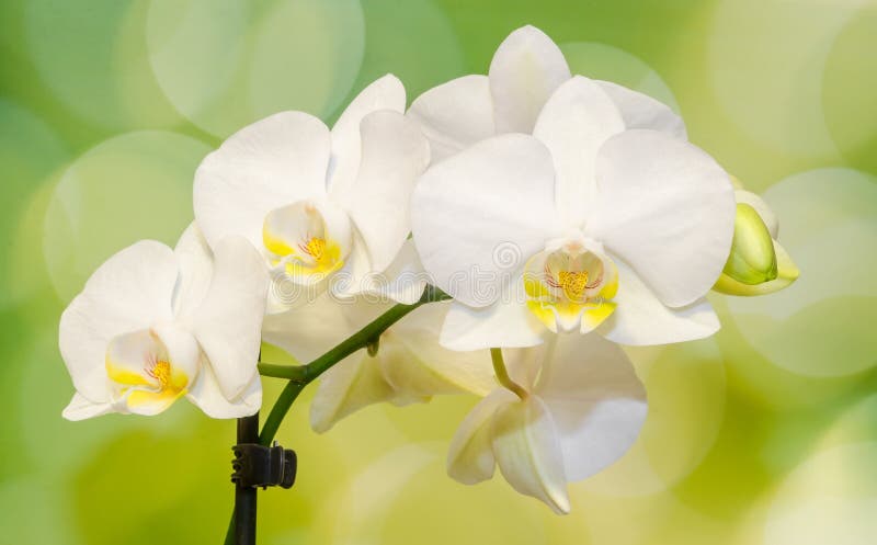 White orchid branch flowers, Orchidaceae, Phalaenopsis known as the Moth Orchid, abbreviated Phal. Green light bokeh.