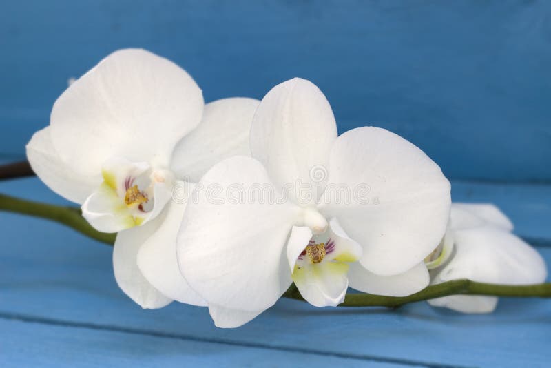 White Orchid Flower on Blue Wooden Background Stock Photo Image of