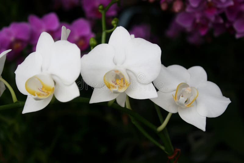 White orchid flower stock image. Image of beautiful, orchid 46478425