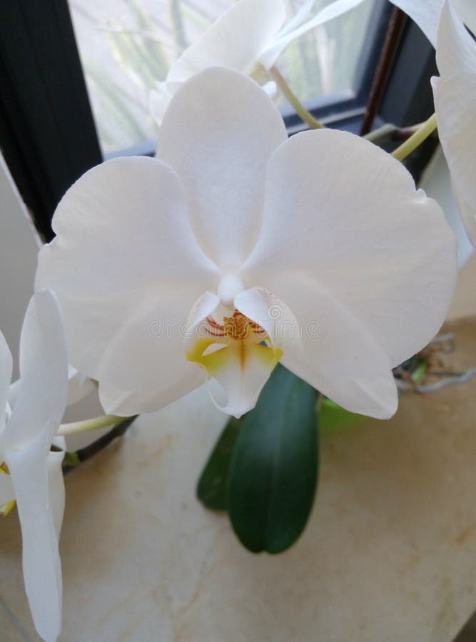 White Orchid Flower stock photo. Image of white, orchids 91257226