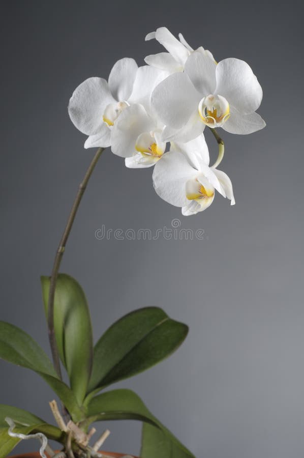 White orchid flower