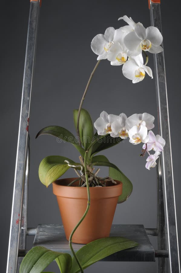 White orchid flower in a pot