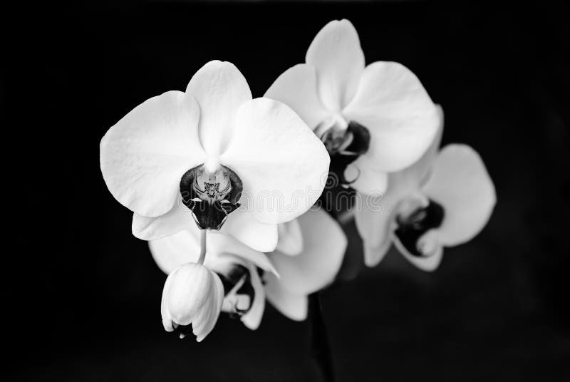 Orchid Black and White stock photo. Image of white, nature 511374