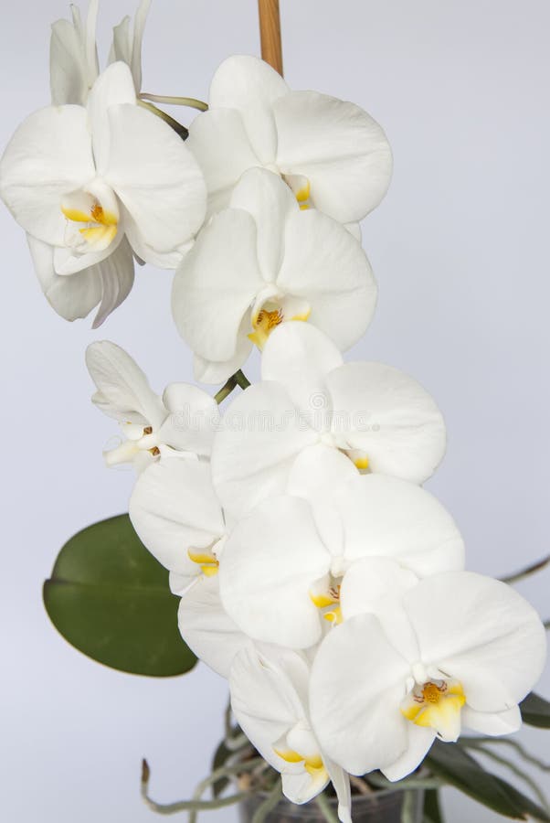 White Orchid Flowers on a Light Background. White Flower Stock Photo