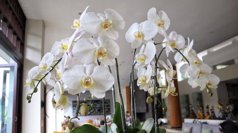 White Orchid Phalaenopsis branch Cascade for room decoration in a pot