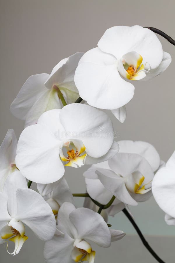 White orchid stock image. Image of petal, botany, flower 19078413