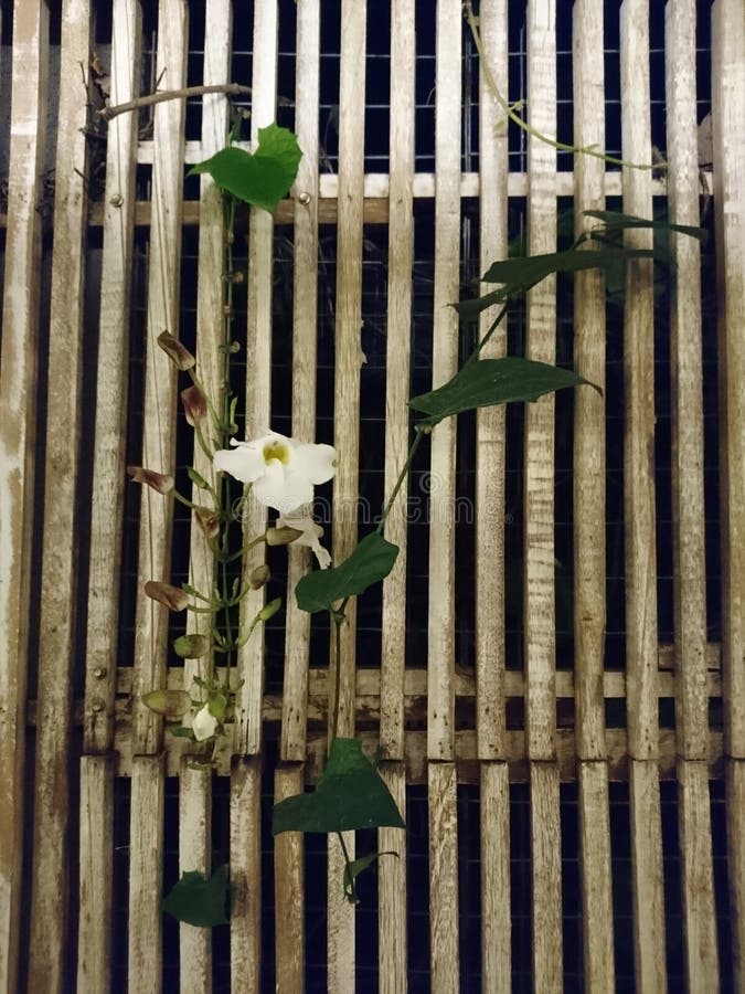 Orchid on wall stock photo. Image of trellis, orchid 138825632