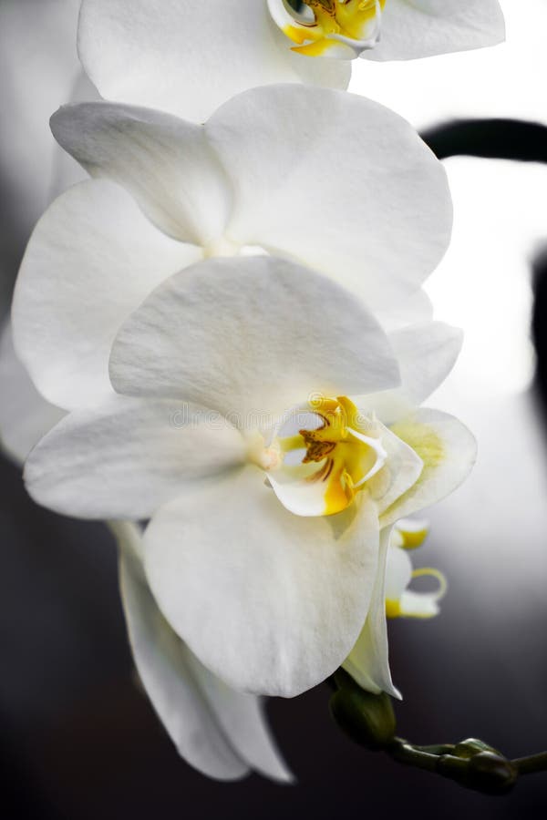 White Orchid, Which is among the Most Valuable Flowers with Its Delicate Structures, Can Grow in