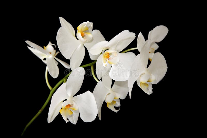 Orchid Black and White stock photo. Image of white, nature 511374