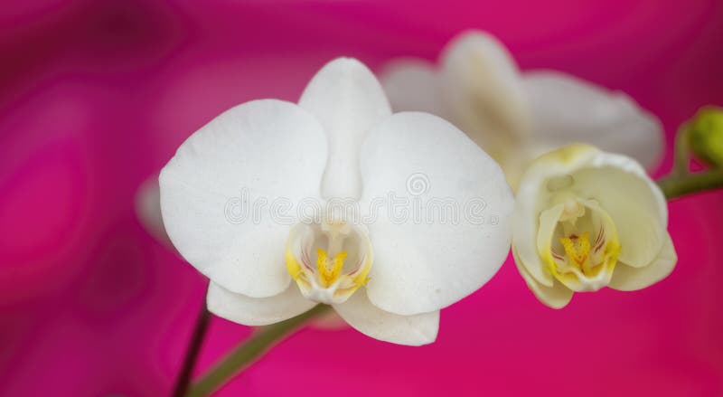 White orchids