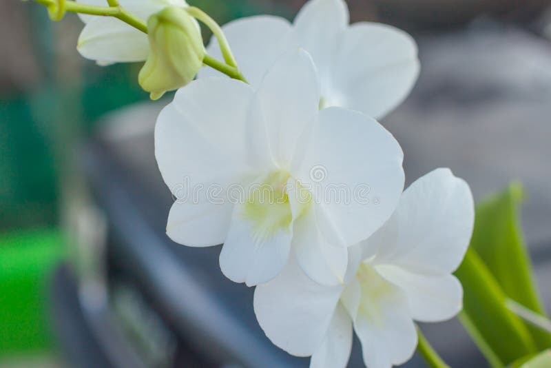 White orchids flower fresh stock image. Image of color 78183255
