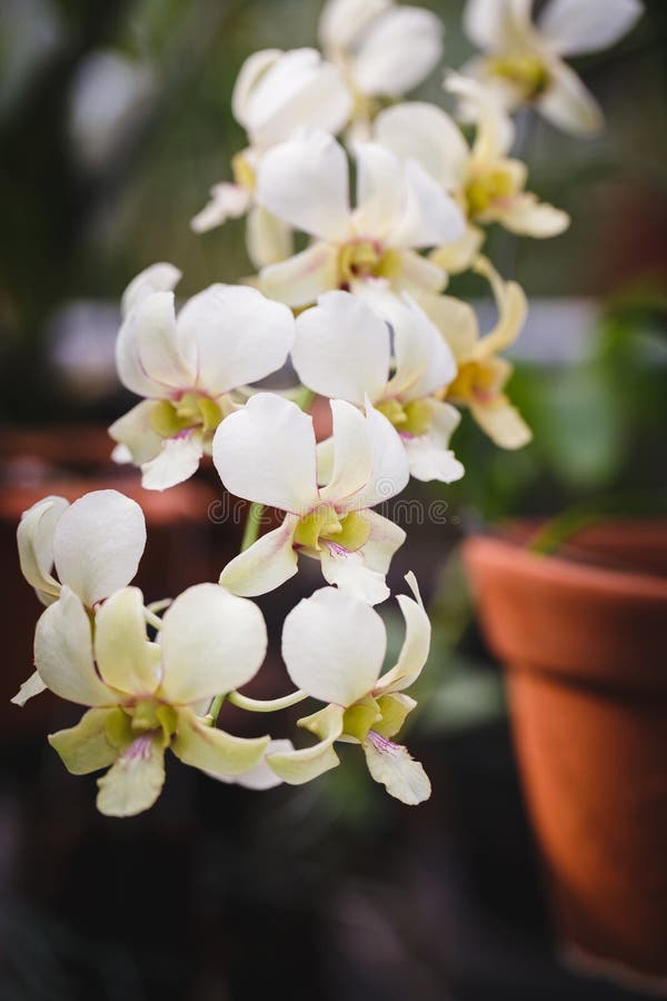 White Orchids flowers stock image. Image of white, botany 74765019